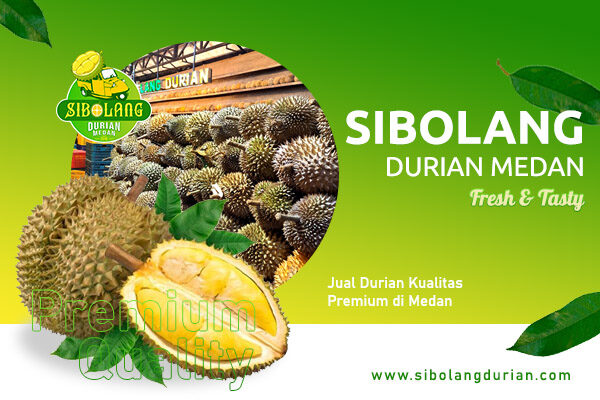 Artikel sibolang durian (2)
