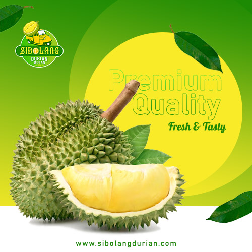profil sibolang durian
